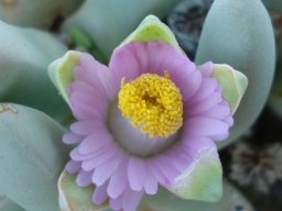 Dracophilus dealbatus flower